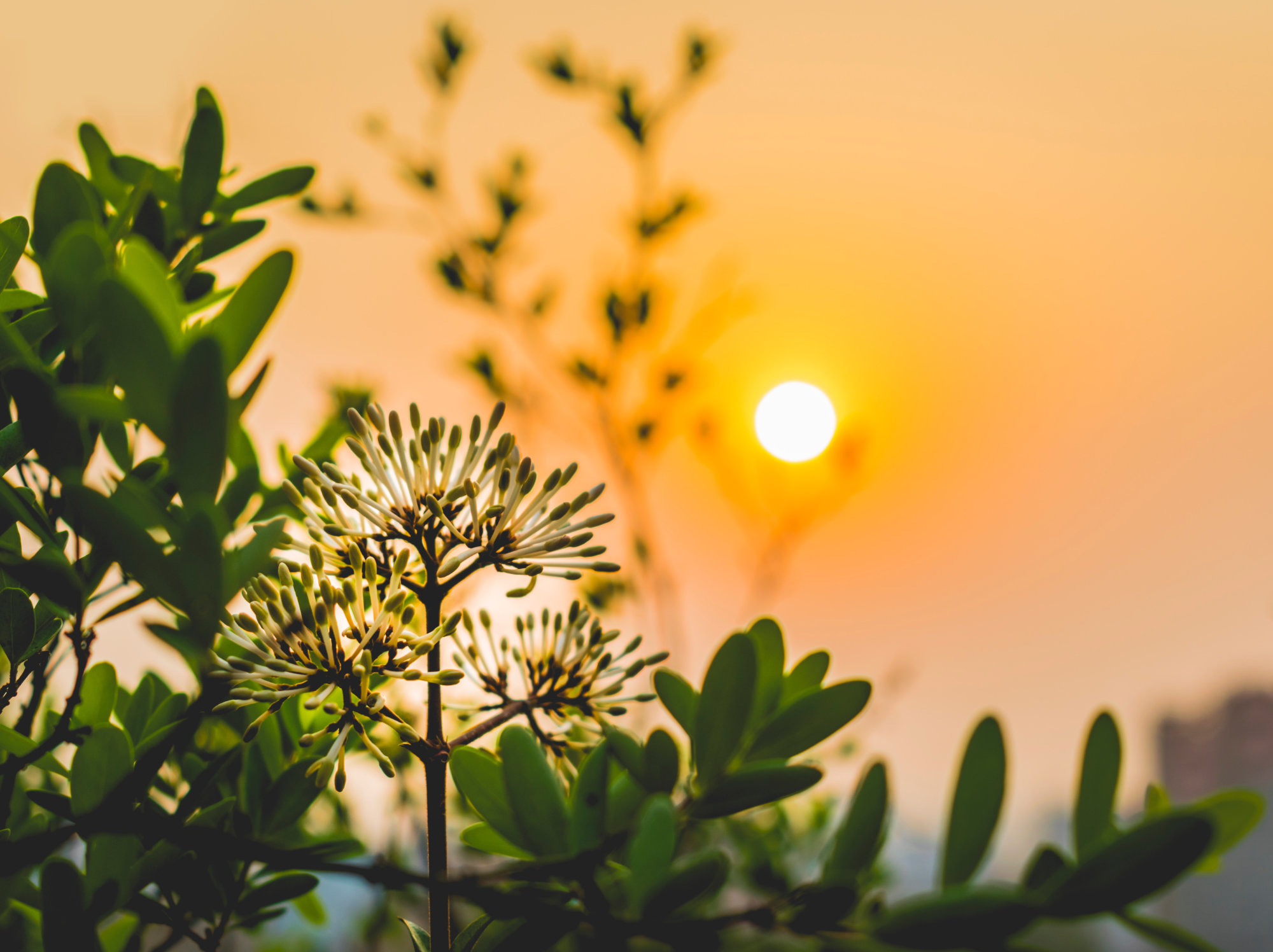 THC_Dawn_Services Hope in a new dawn