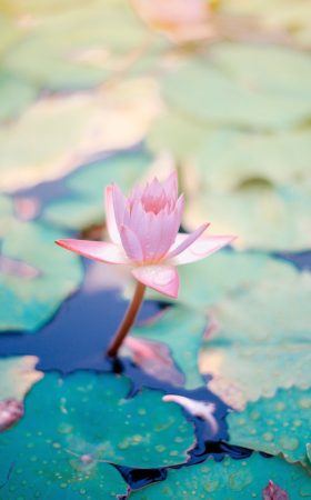 Lotus_Blossom Lotus Blossom